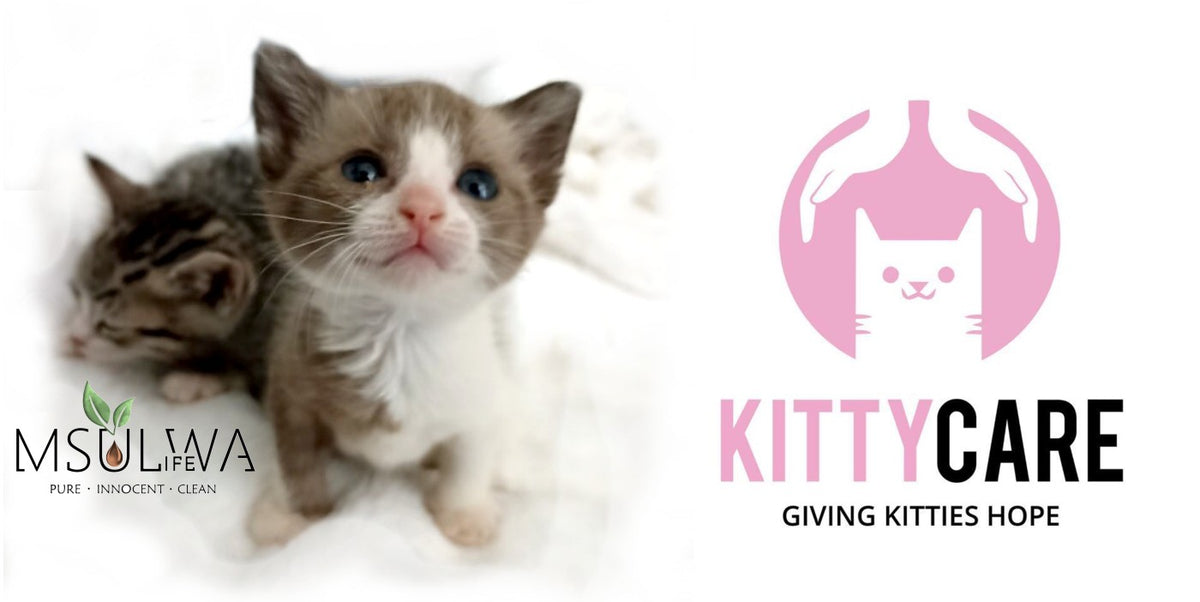 Kitty Care Donation